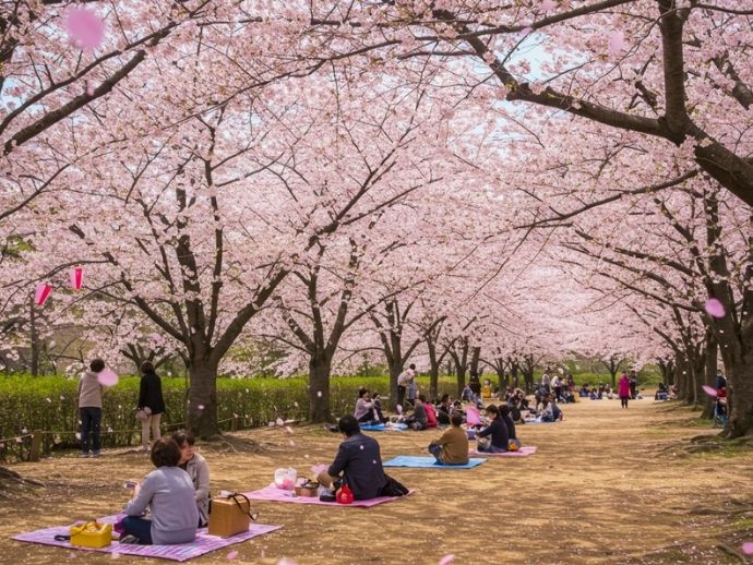 春の柏イベントをイメージした桜と花見風景のバナー画像